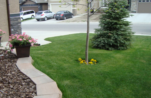 Sod Installation