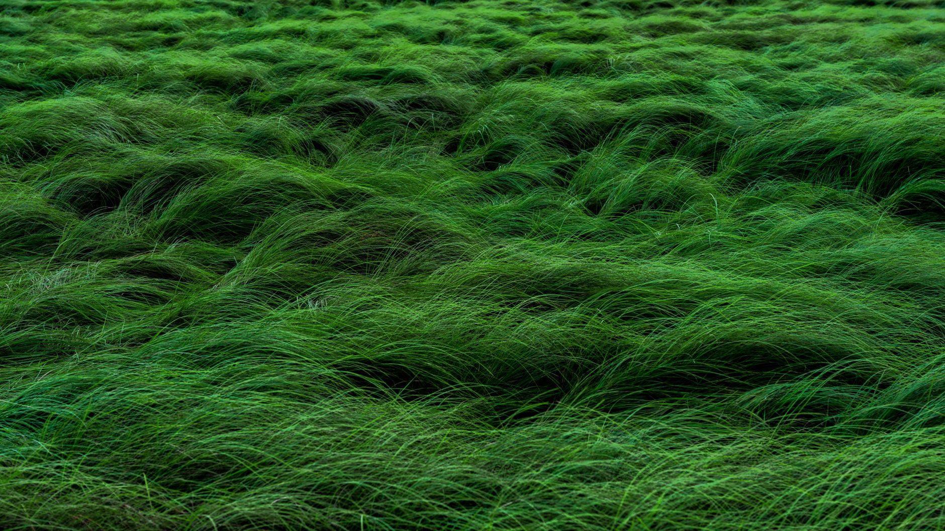 Calgary Grass landscaping project in Calgary